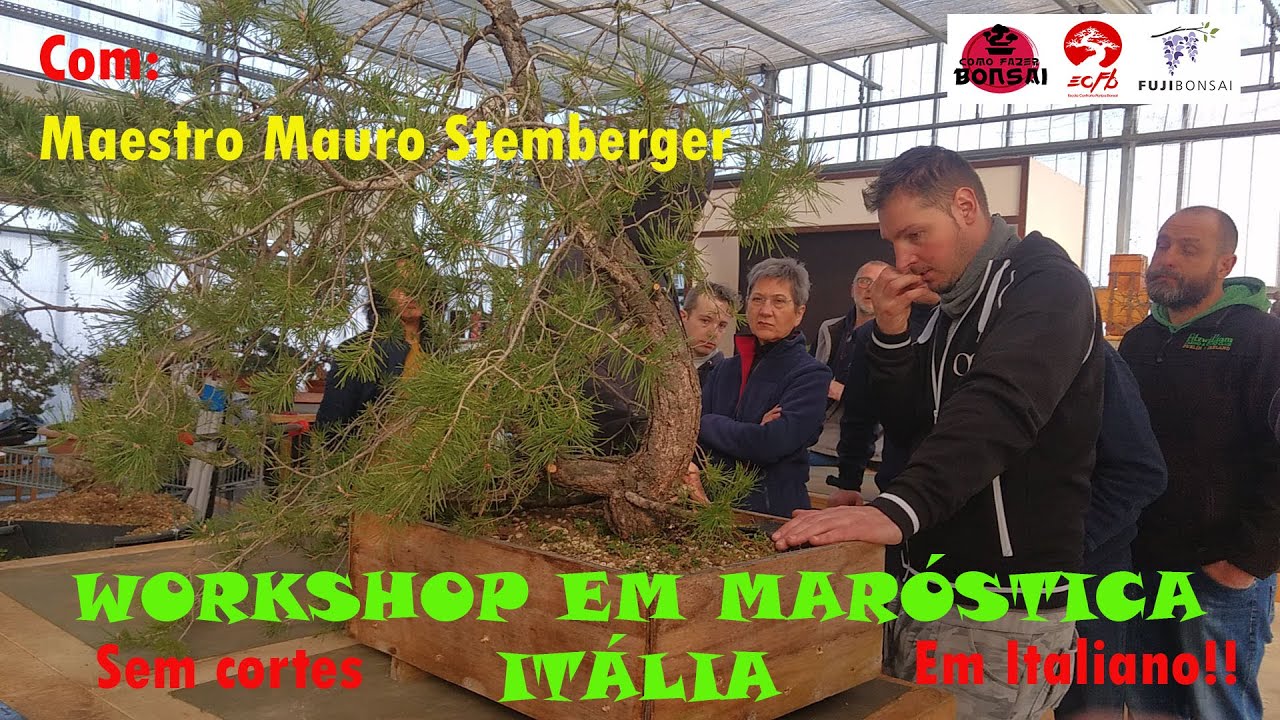 WORKSHOP NA ITÁLIA COM MAESTRO MAURO STEMBERGER 1 | Como Fazer Bonsai