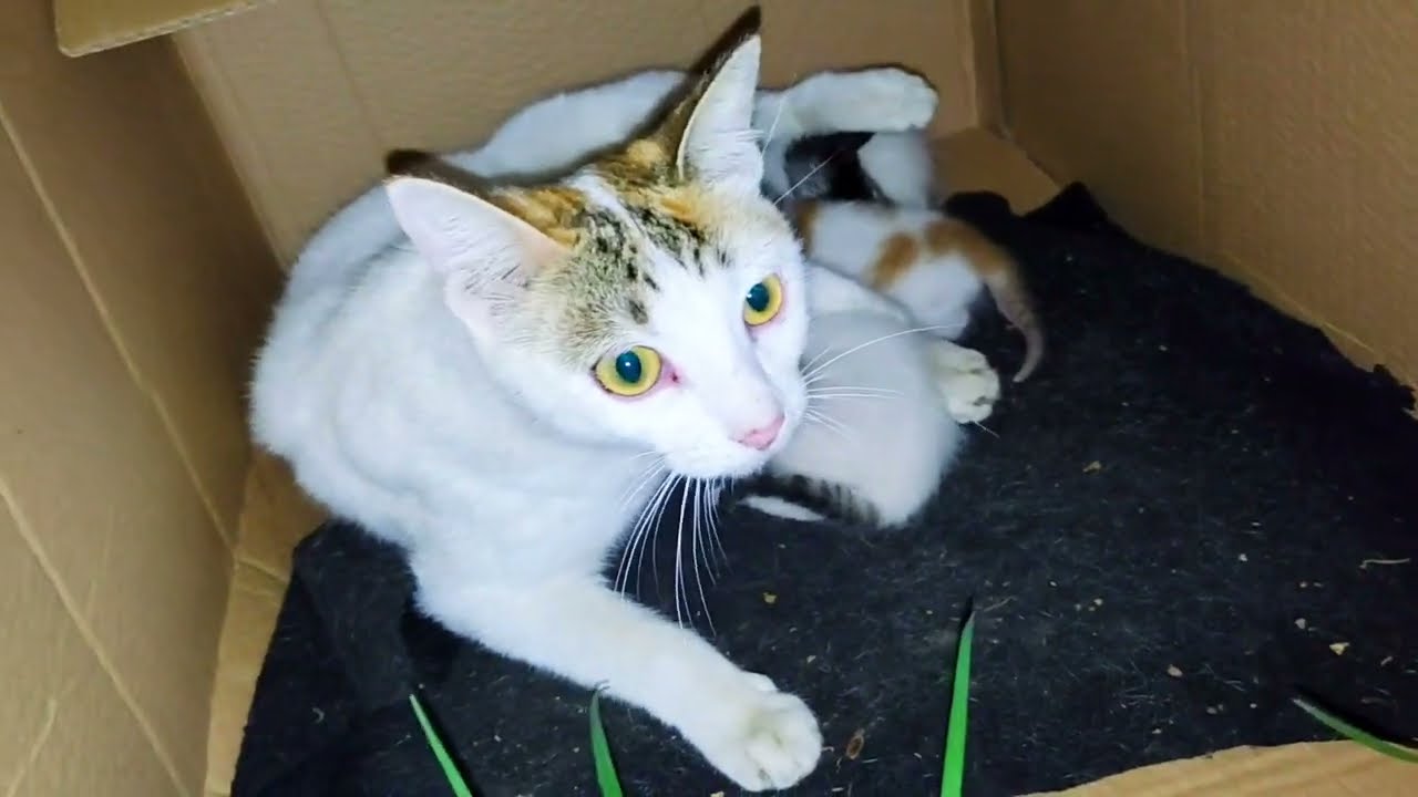 Treatment for stray kittens' eyes Part 1