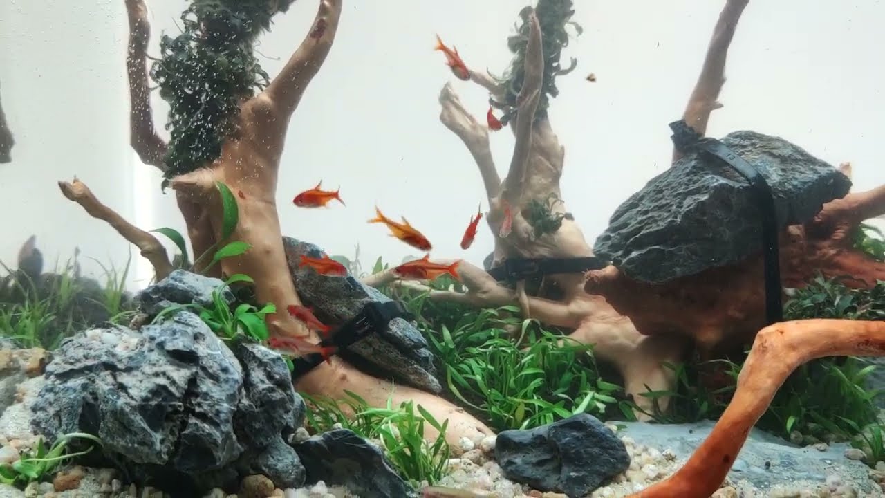 Cómo resetear tu Acuario