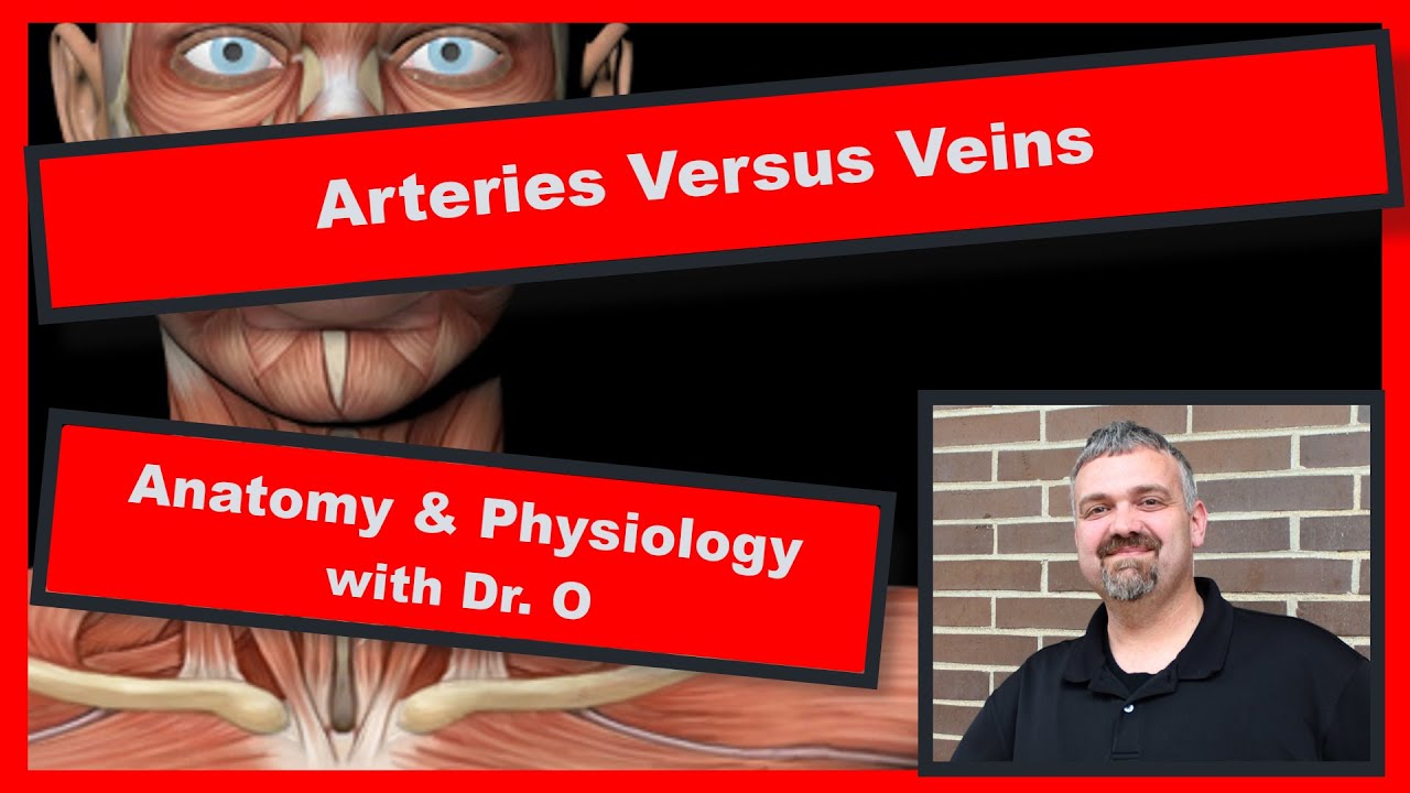 Arteries and Veins:  Anatomy and Physiology