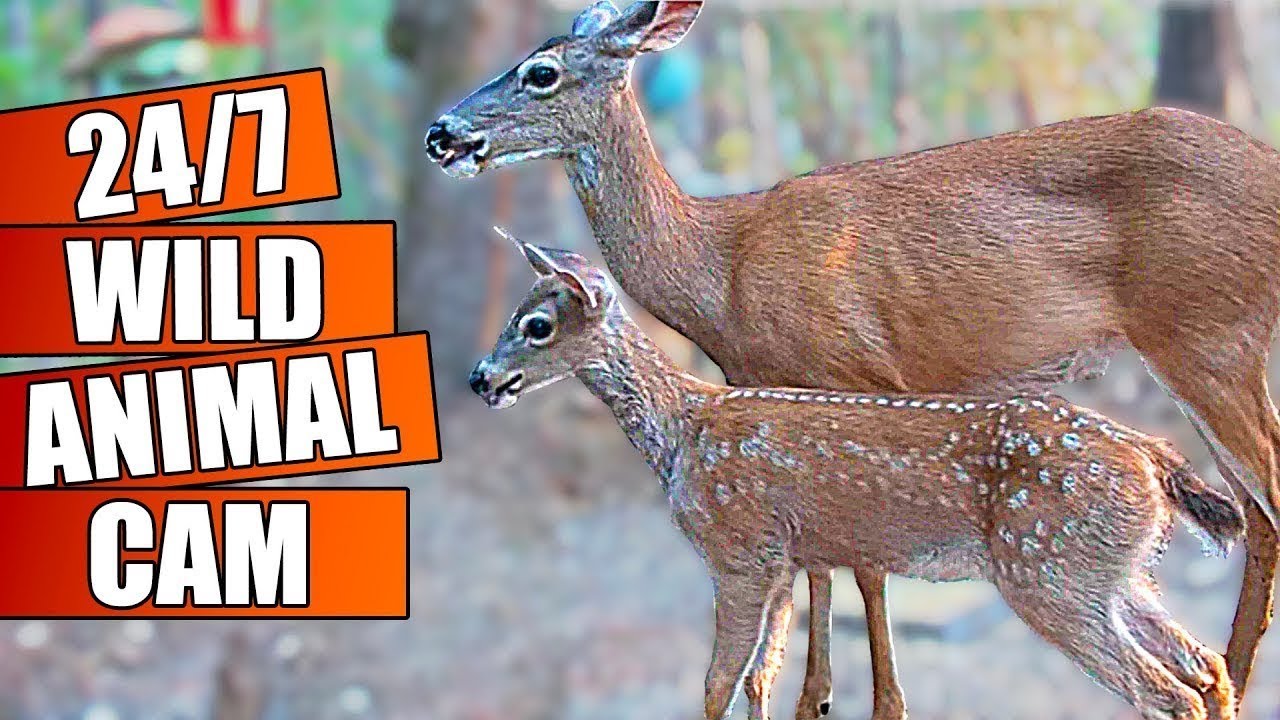 4K Live Animal Cam 🦌 [Deer, Raccoons, Turkeys, Squirrels]