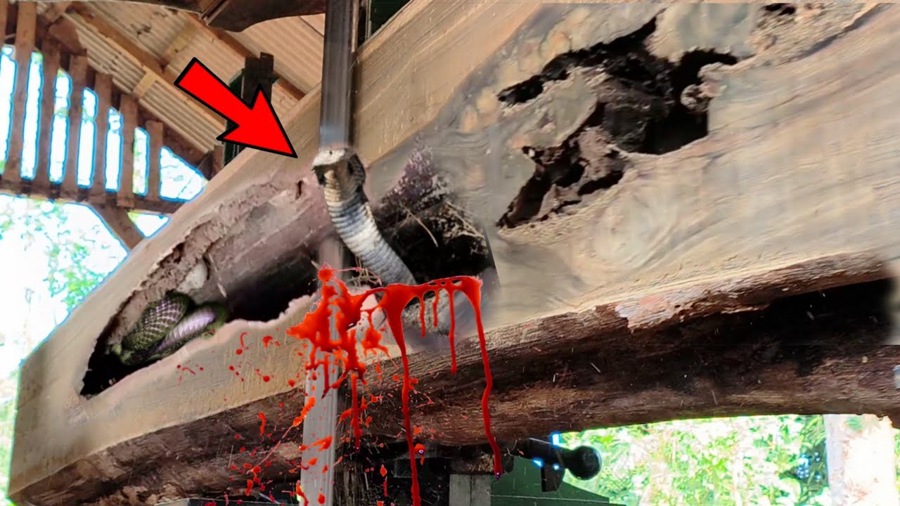 Tragic death!! A brutal attack full of horror' during the devil's sawmill at the lumber mill