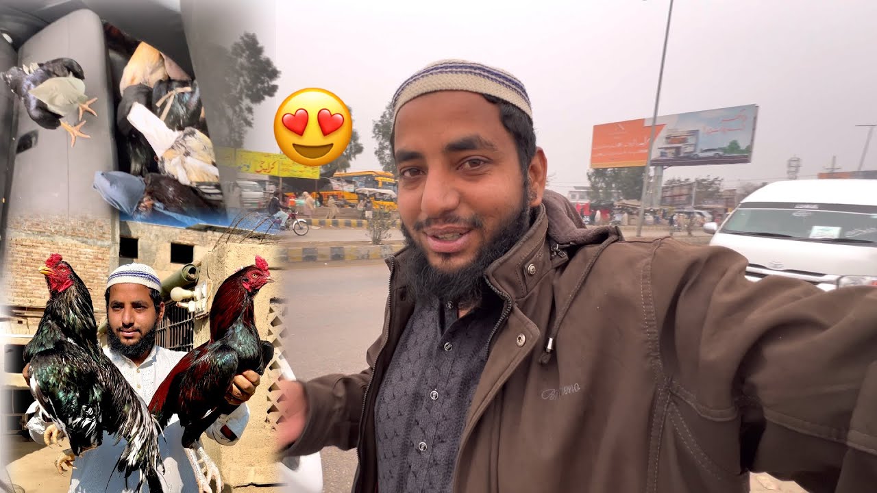 Top Quality Aseel Murga Pori Car Bhr Ke Ly Ae Farm pr 😍