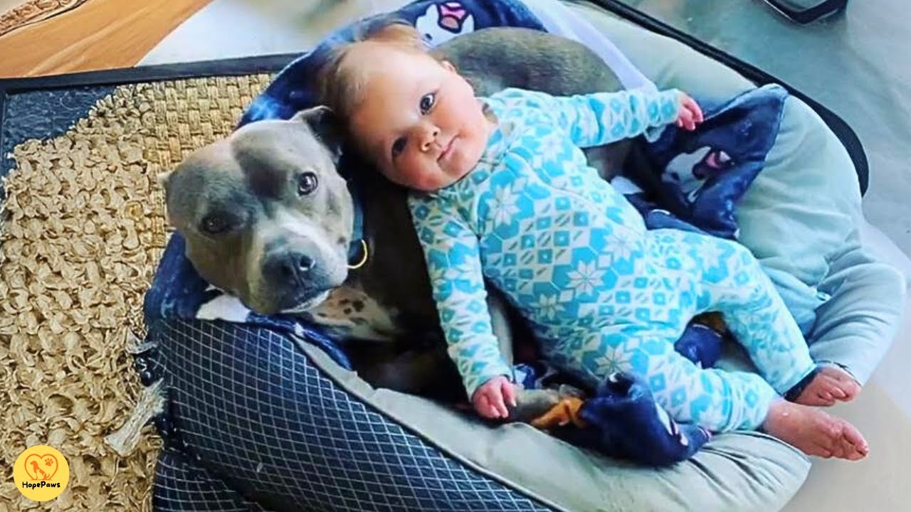 No one expected that this dog would help them find hope again after losing two babies.