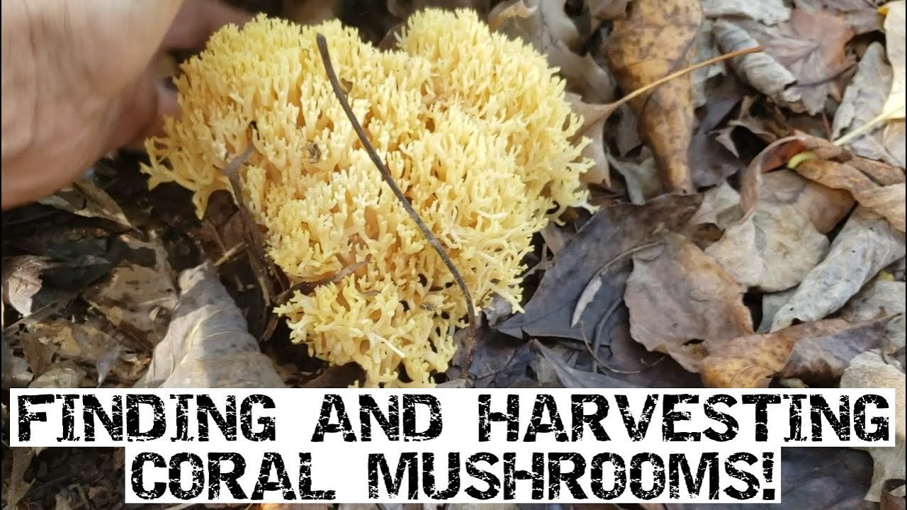 Finding And Harvesting Coral Mushrooms!