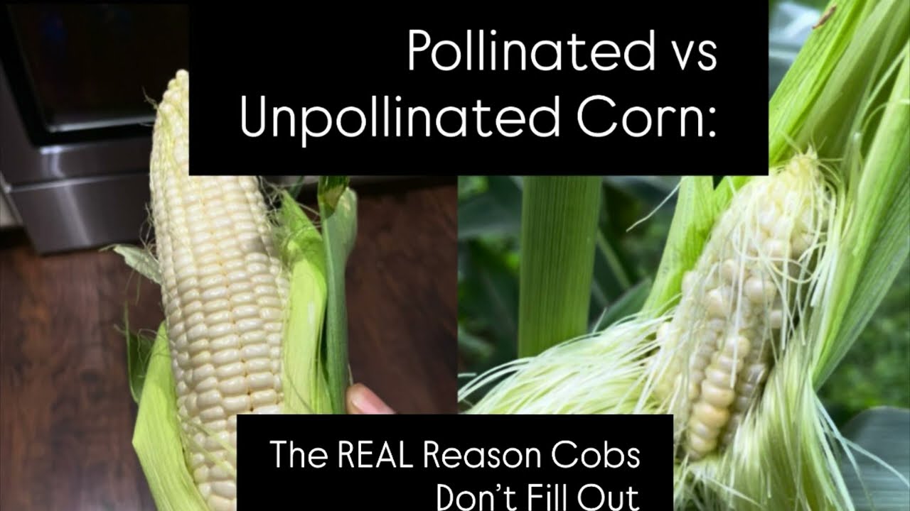 Pollinated vs Unpollinated Corn: The REAL Reason Cobs Don’t Fill Out