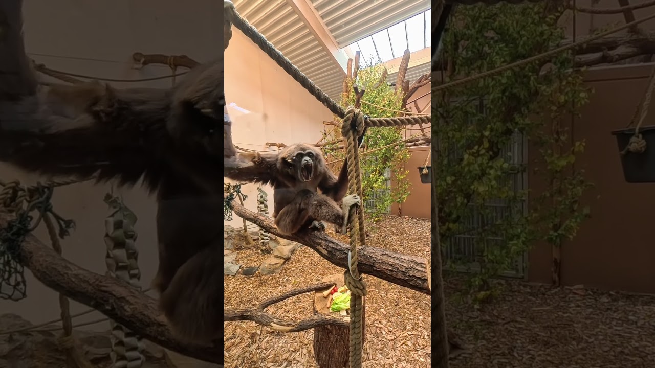 Vithandad gibbon | Bor&aring;s Djurpark #g&ouml;teborg #bor&aring;s #djurpark #zoo #gibbon #sommarlov