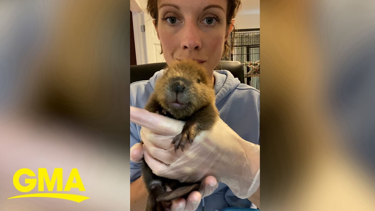 Baby beaver rescued at 1 day old becomes BFFs with woman who saved her