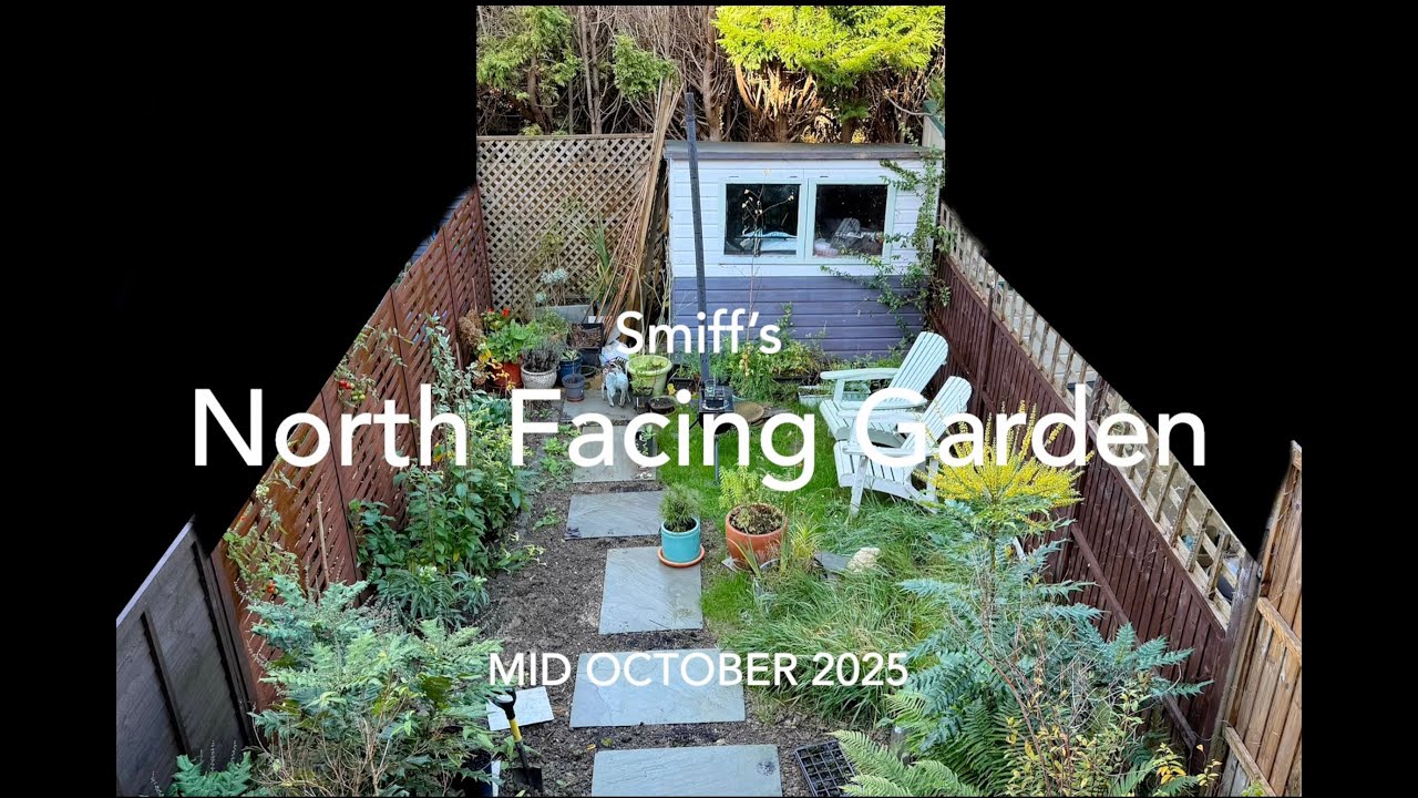 Small north facing garden mid October 2025