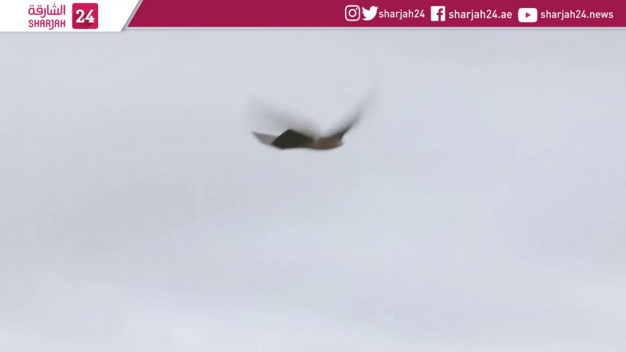 Robot falcon puts the frighteners on nuisance birds