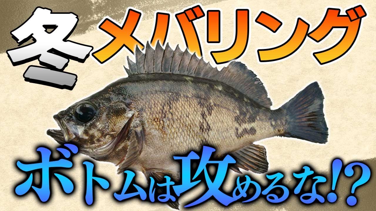 【冬メバリング2023】冬が絶好の時期！寒くても釣りがしたい！