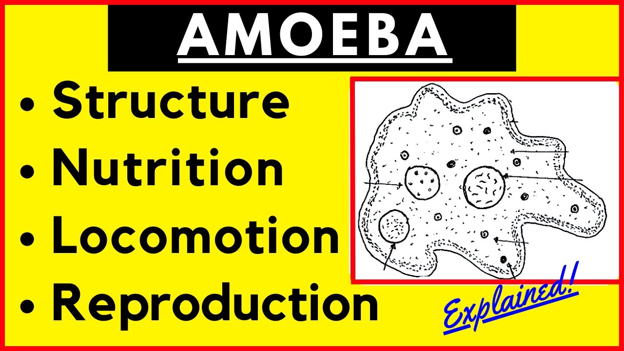 Amoeba Structure Physiology Locomotion Nutrition Reproduction | Protozoa Biology Zoology
