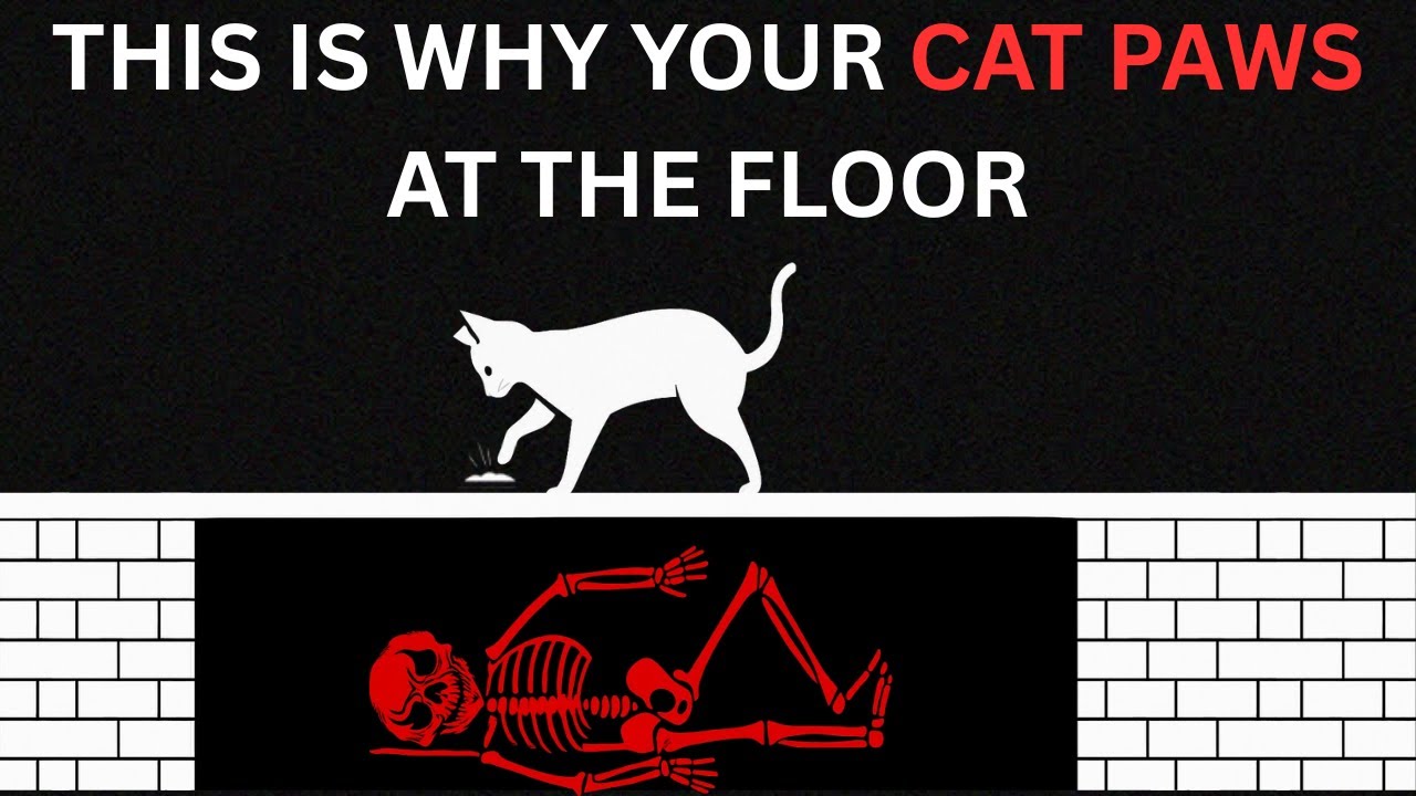 If Your Cat Paws At The Floor… CHECK What’s Under The Floor - Analog Horror
