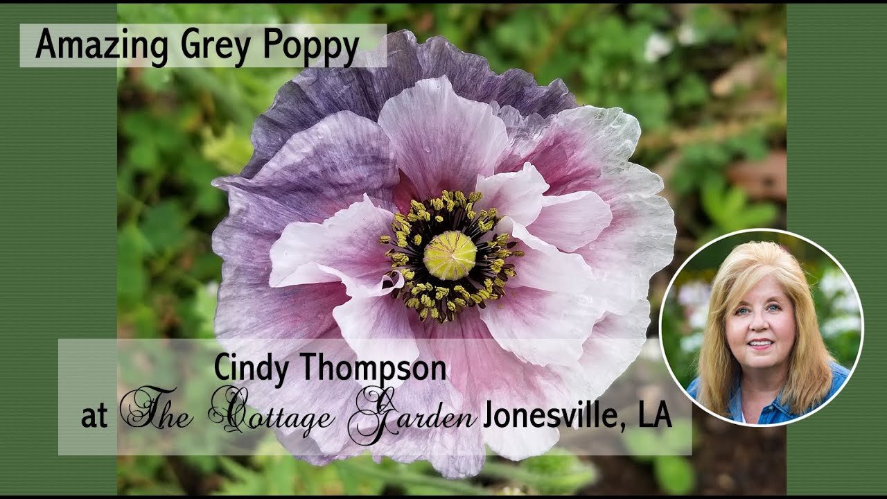 Amazing Grey Poppies