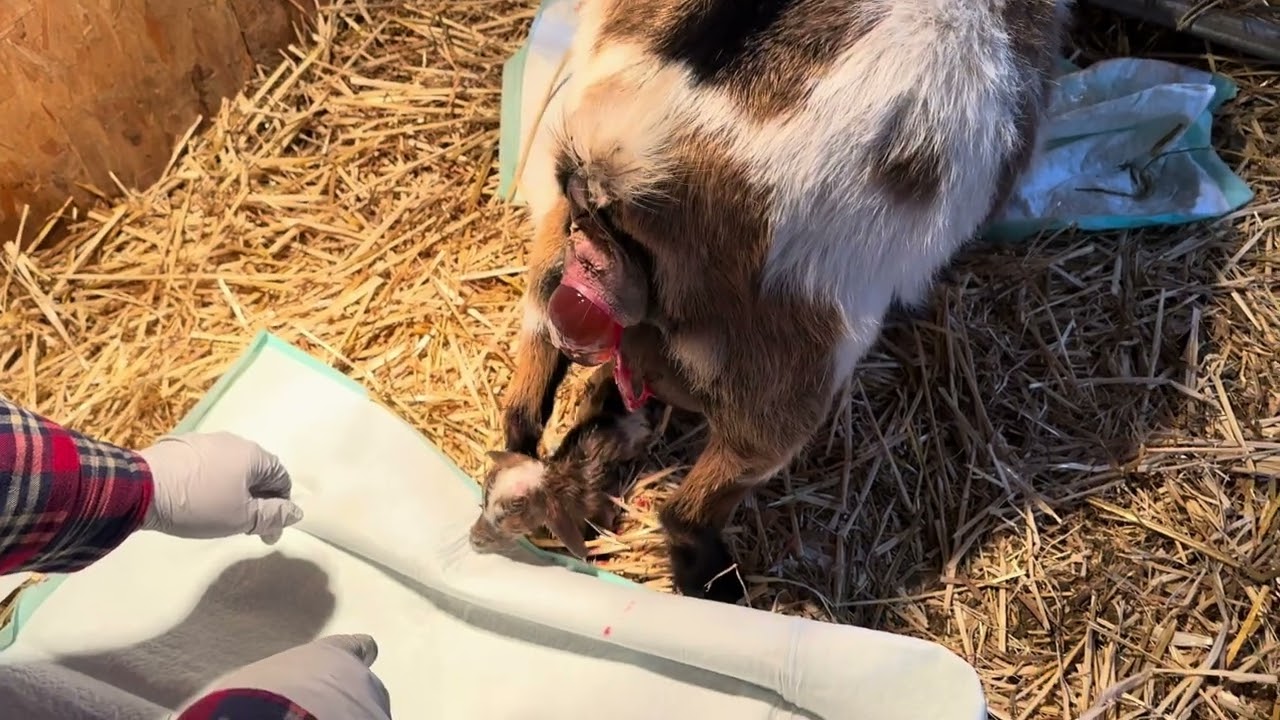 Quads for Dreamer! | Nigerian Dwarf Goat Labor | 2024