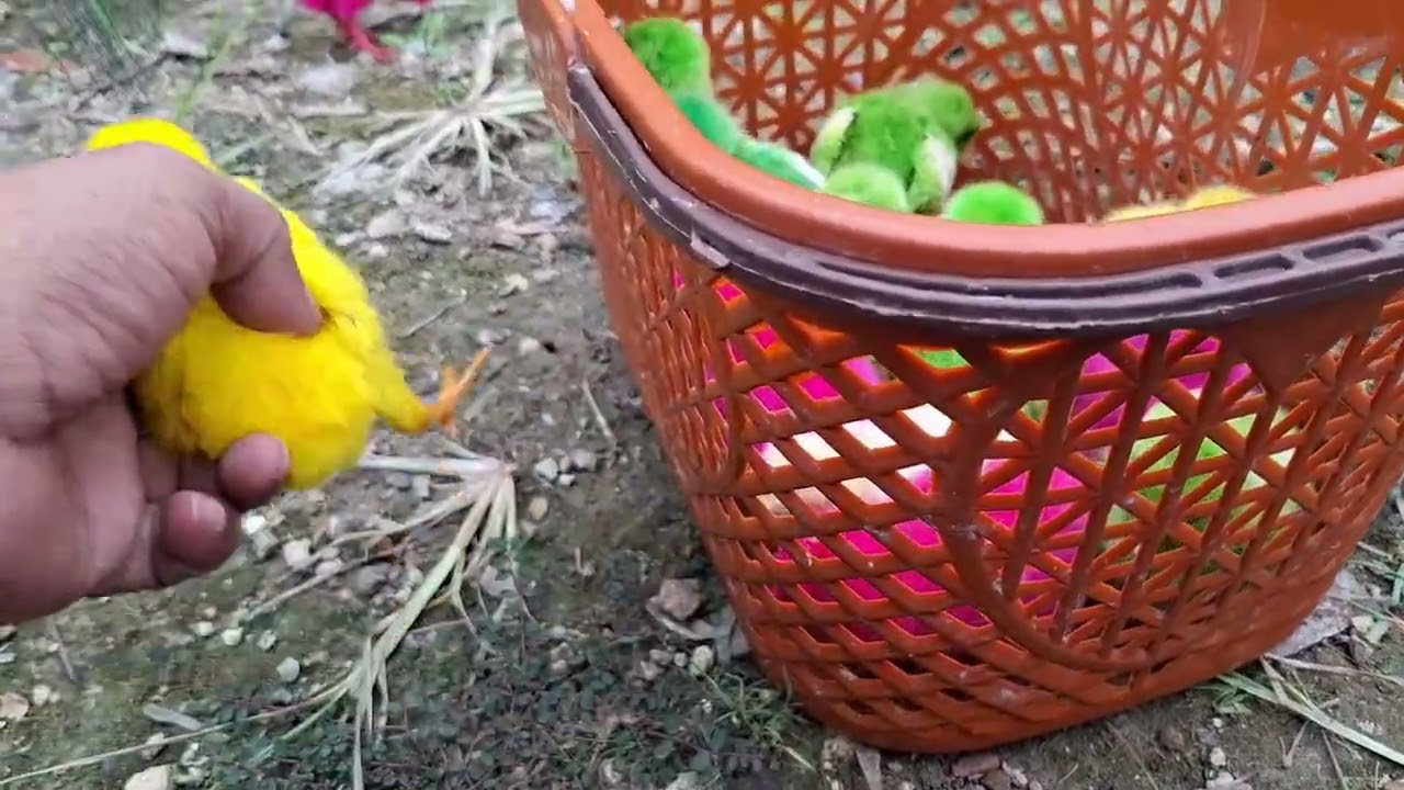 Anak Ayam Warna Warni Sedang Jalan Jalan Gembira