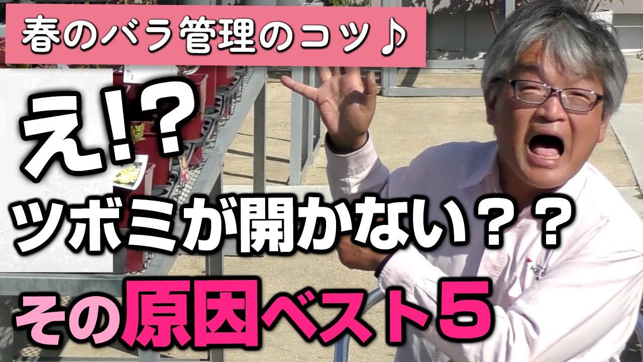【バラの育て方】春のバラ管理のコツ♪え！？ツボミが開かない？？その原因ベスト5（2024年4月12日）