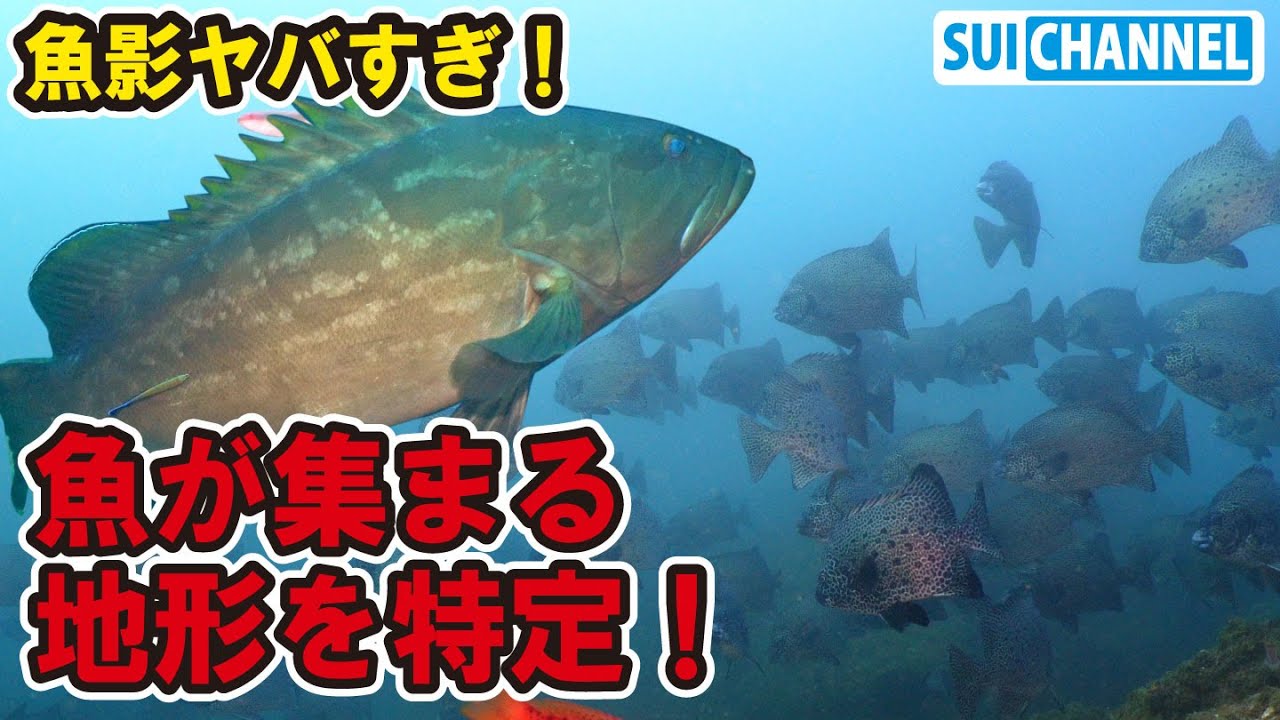 【衝撃】クエだらけ！釣り人憧れの魚が乱舞する海底はこうなっていた！