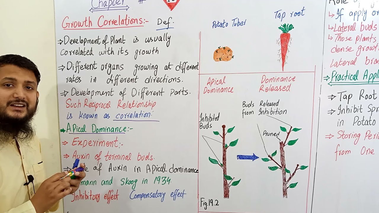 Growth correlations | Growth correlations in plants Apical dominance | Class 12