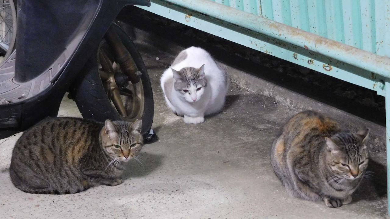 パンちゃんが珍しく愉快な仲間達を引き連れてやってきた・・・