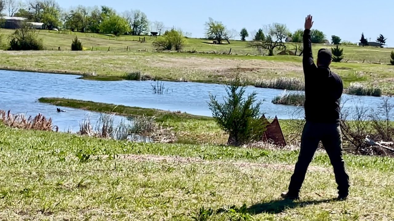 AKC Master Hunt Test: 2nd Series