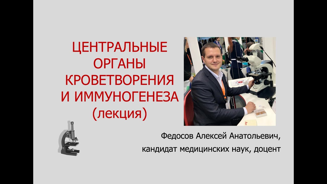ЦЕНТРАЛЬНЫЕ ОРГАНЫ КРОВЕТВОРЕНИЯ И ИММУНОГЕНЕЗА (КРАСНЫЙ КОСТНЫЙ МОЗГ, ТИМУС) (ЛЕКЦИЯ ПО ГИСТОЛОГИИ)
