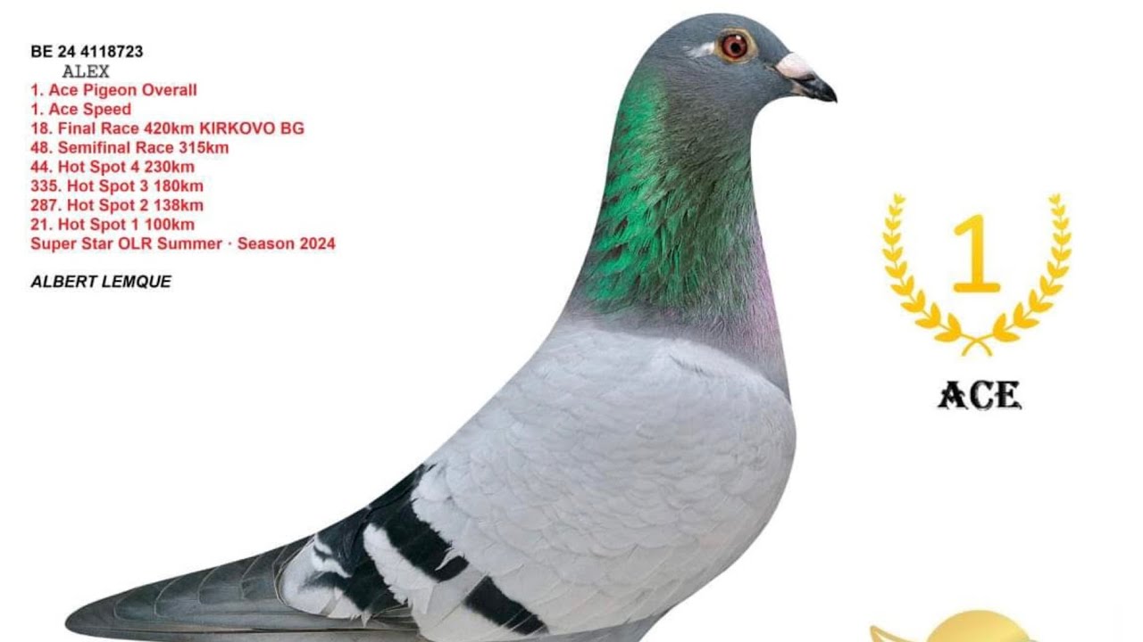 Showing some of my breeders for one loft races and my 1st ace speed en 1st ace pigeon en  parents