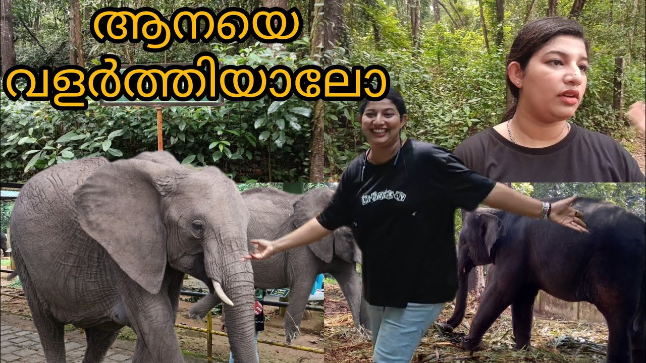ആന പരിശീലന കേന്ദ്രം കണ്ടാലോ | Elephant Training Center in malayalam #elephant #viralvideo