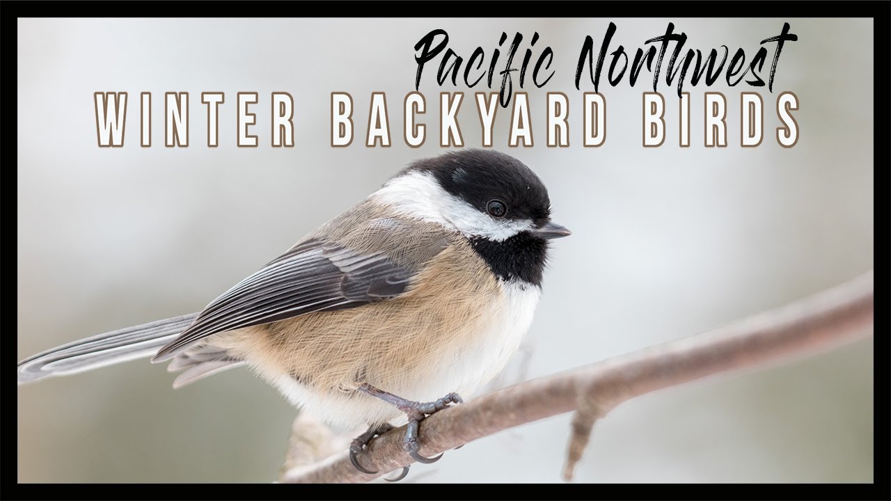 BIRDS of Washington State • Winter Backyard Birdwatching in the Puget Sound Region