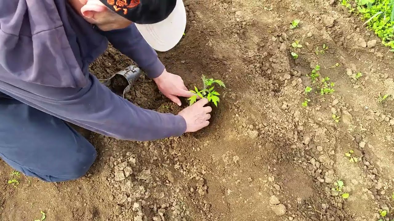Засаждане Домати и Краставици на Открито в тир-бразда.