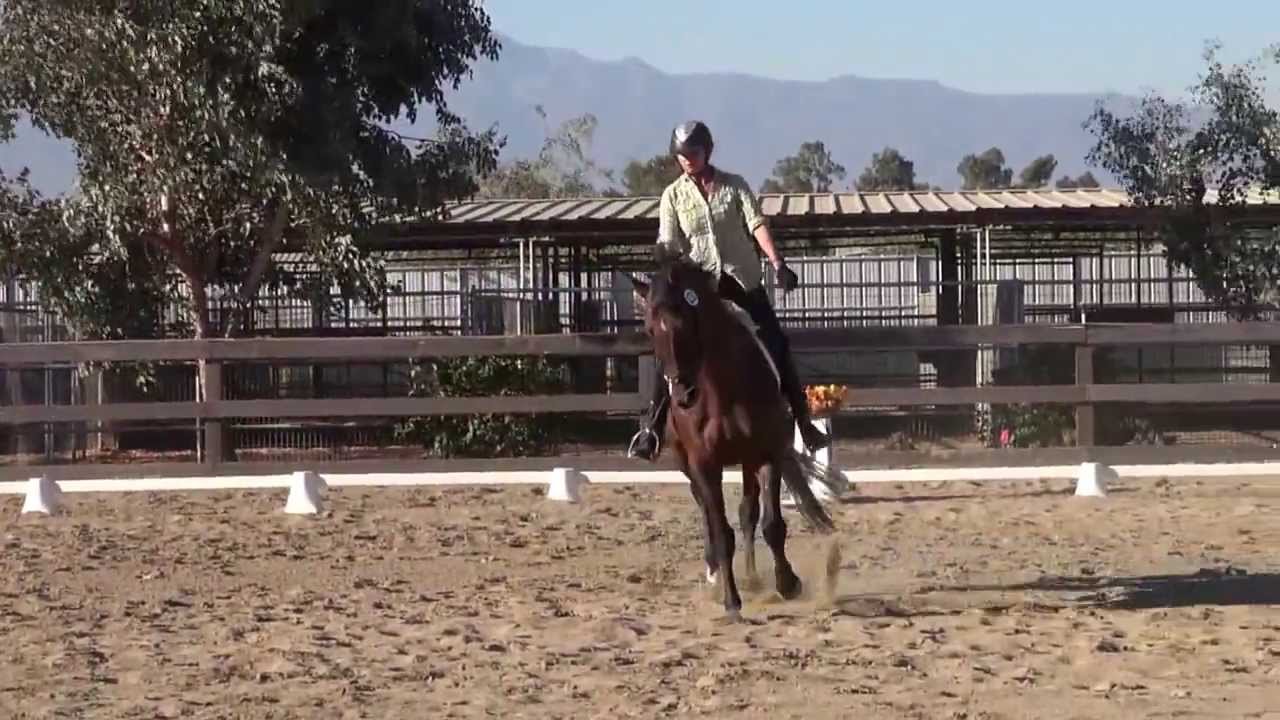 True To Houston & Kathleen Elliott - First Level Test 2 - September 2013 PGF Dressage Schooling Show