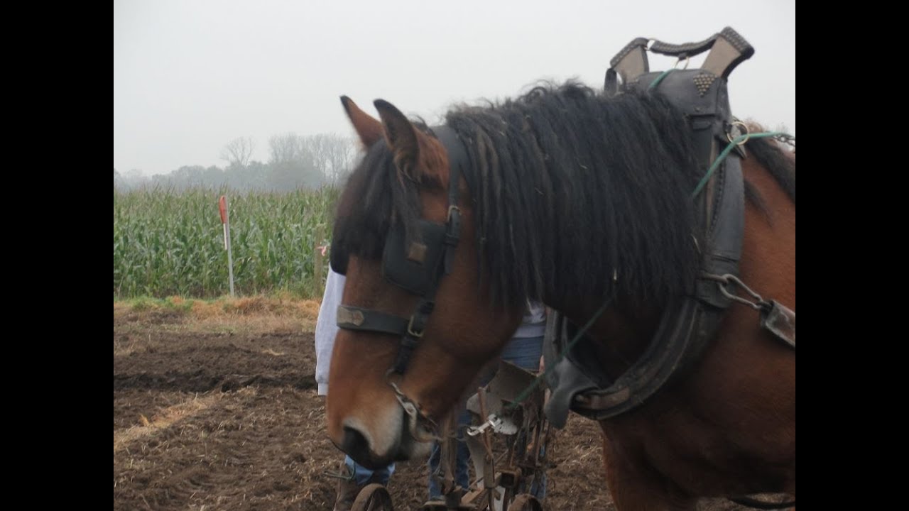 Lichtaartse Kloppers deelname aan de ploegdag 2025 Lichtaart
