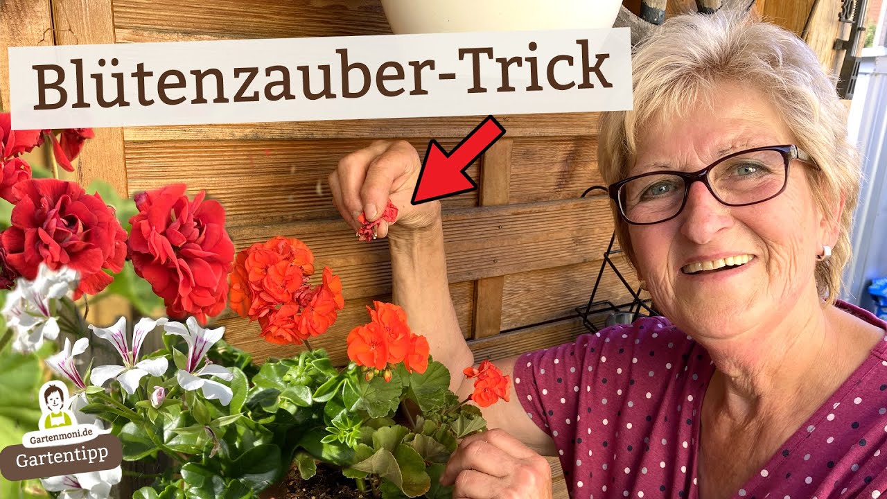 Rekordverd&auml;chtige Geranien-Bl&uuml;te mit diesem Trick
