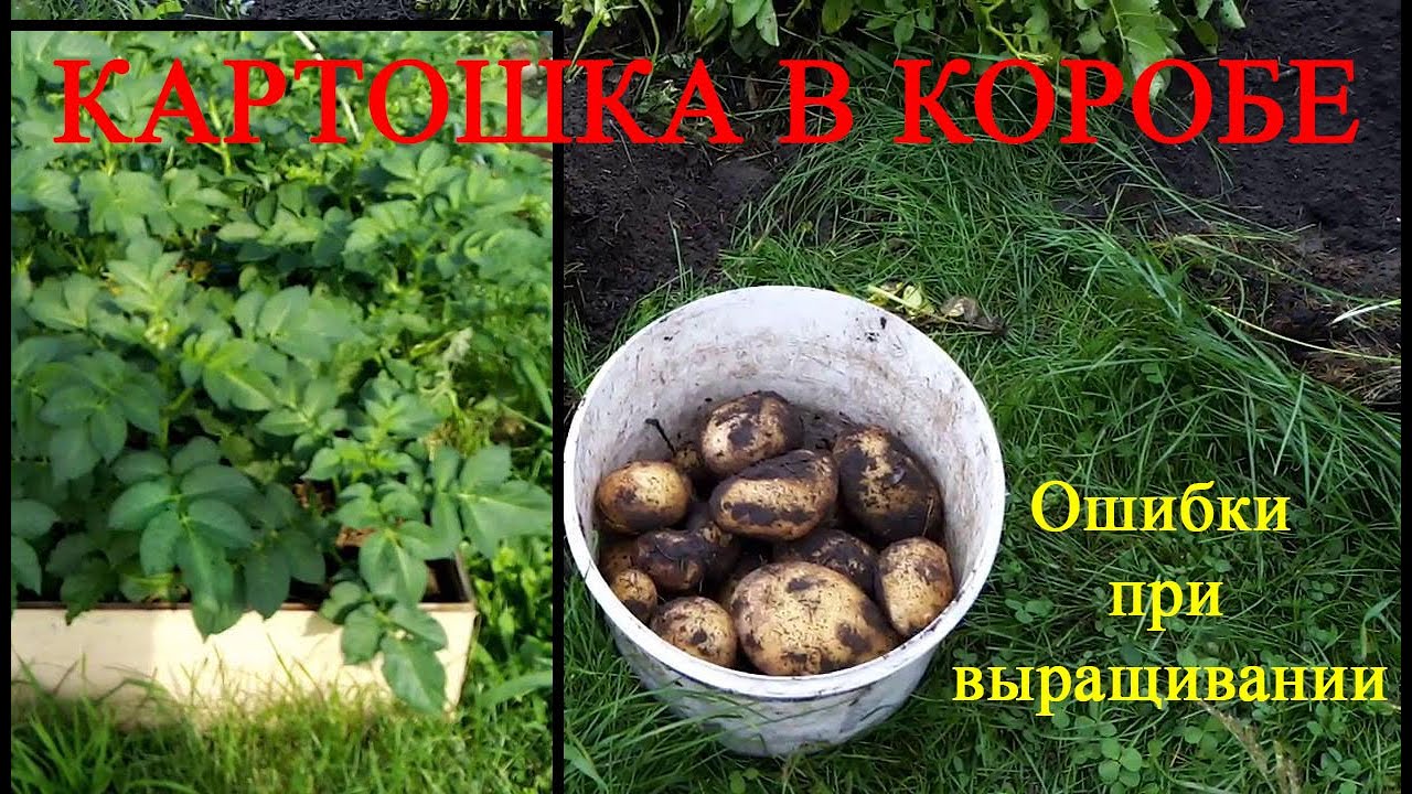 Картофель в коробе. Ошибки при выращивании