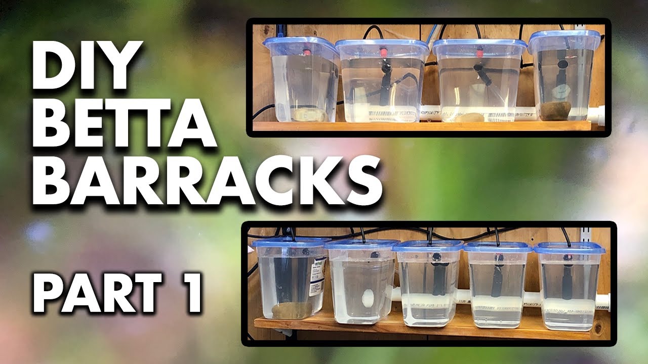 DIY BETTA BARRACKS PART 1