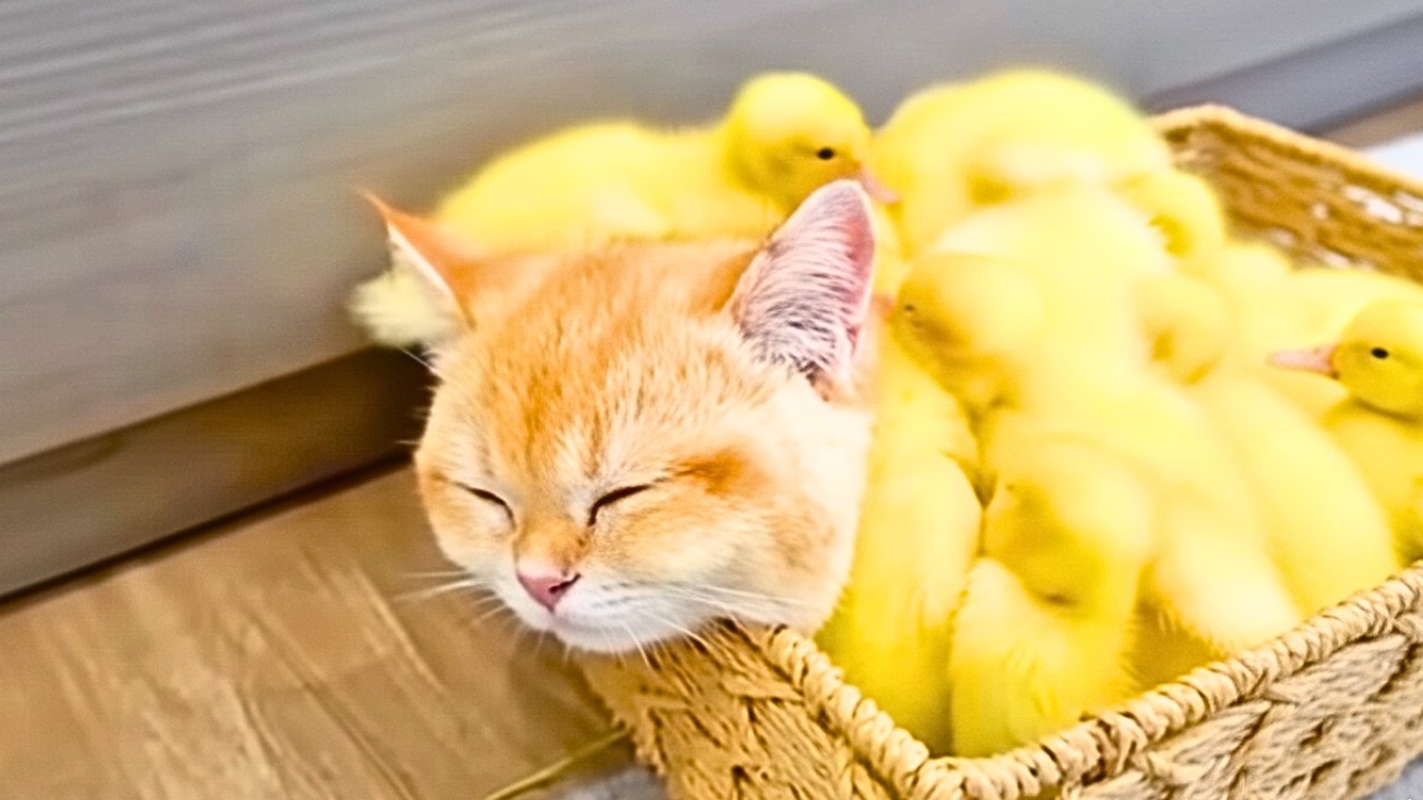 You Won’t Stop Laughing at These Funny Animals