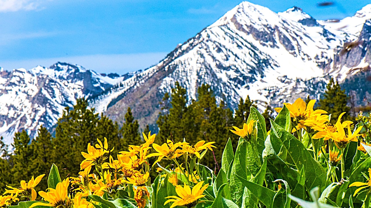 Spring Mountain Meadow, Beautiful Relaxing Music, Peaceful Soothing Instrumental Music, by Tim Janis