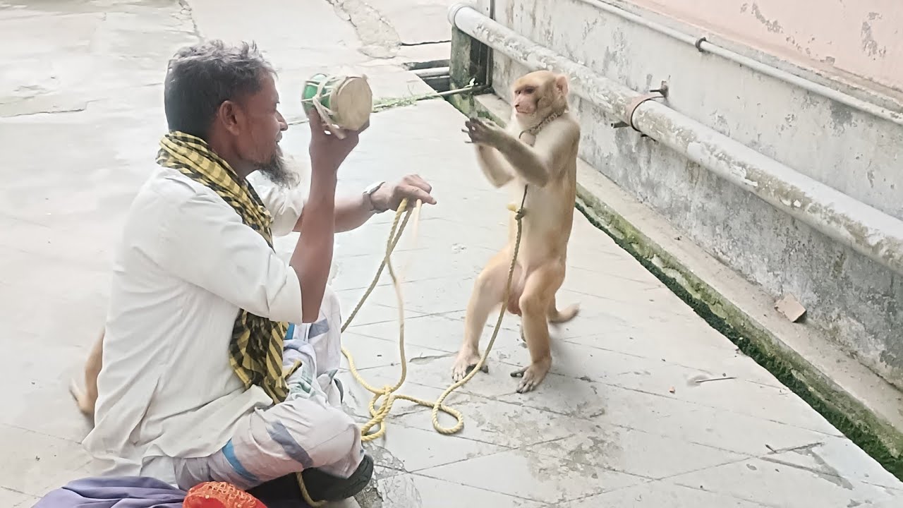 শৈশবে ফিরে গেছিলাম আজ মিশুক কে দেখালাম বাদর খেলা