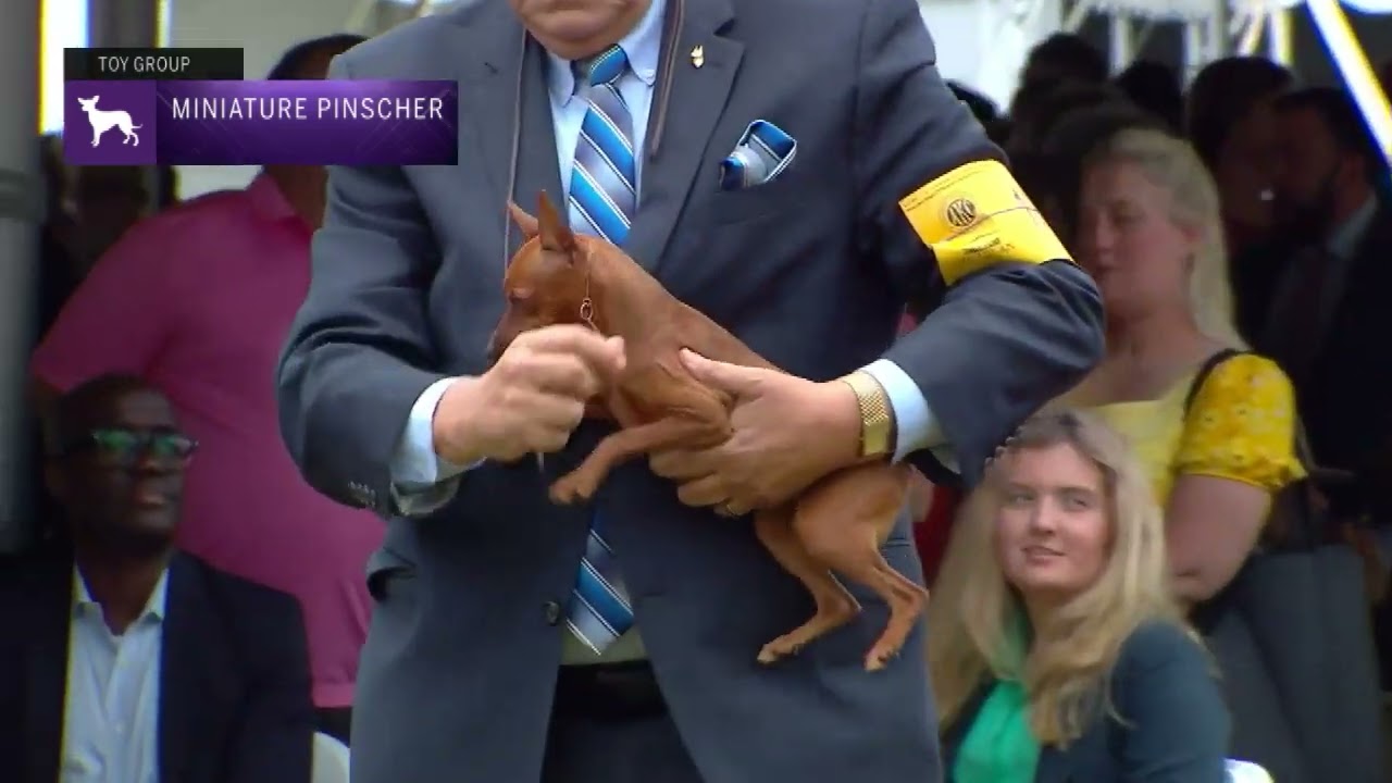 Miniature Pinschers | Breed Judging 2022