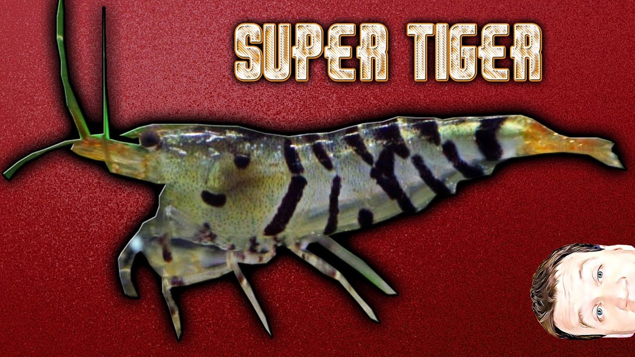 Caridina Shrimp - Super Tiger just added to the Fish Room
