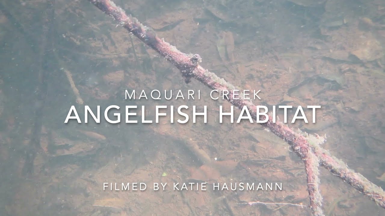 Maquari Creek Angelfish Habitat