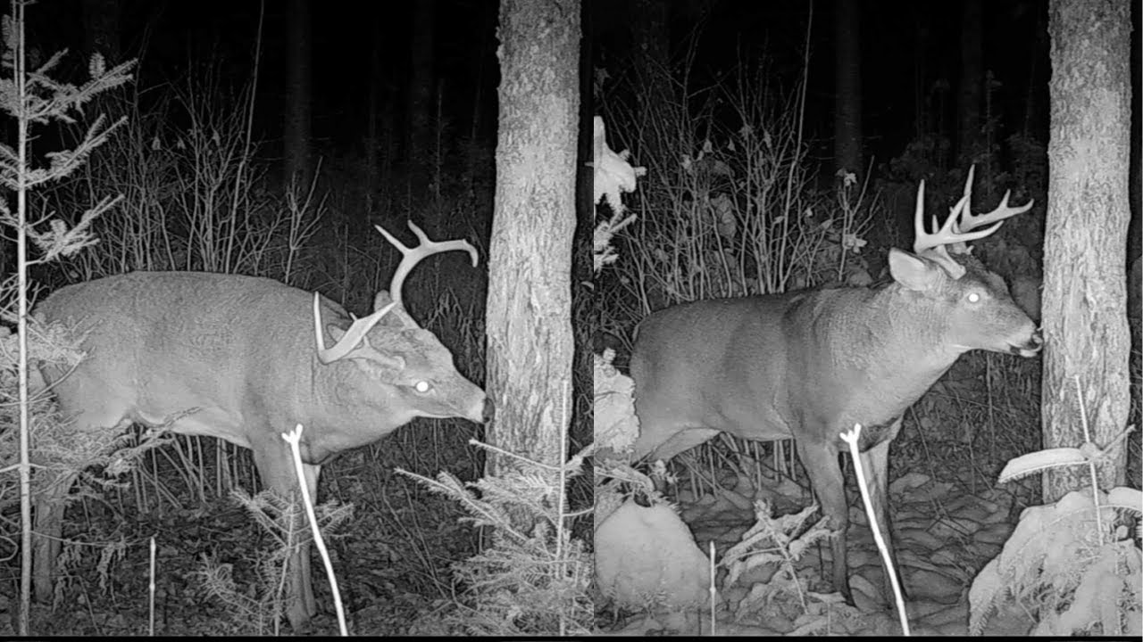 Maine's Giant Bucks in the Big Woods