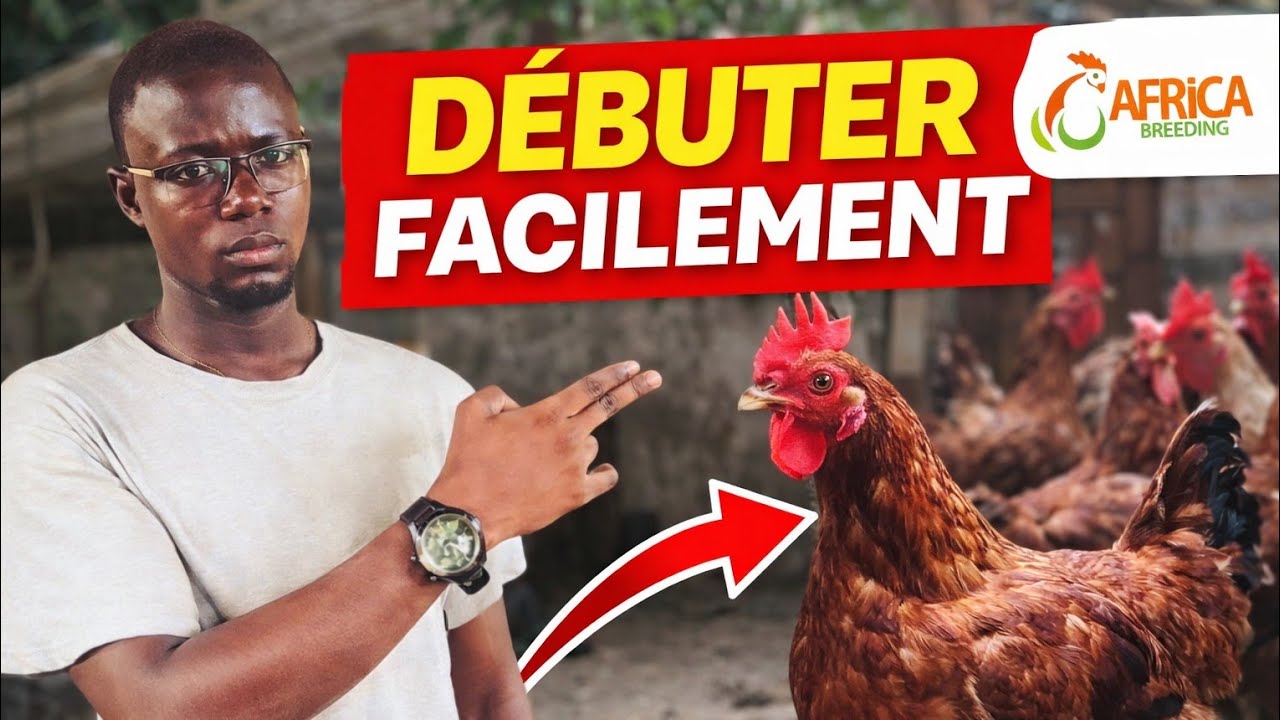 Débuter l’Élevage des Poules Locales de Zéro : Tout ce qu’il Faut Savoir