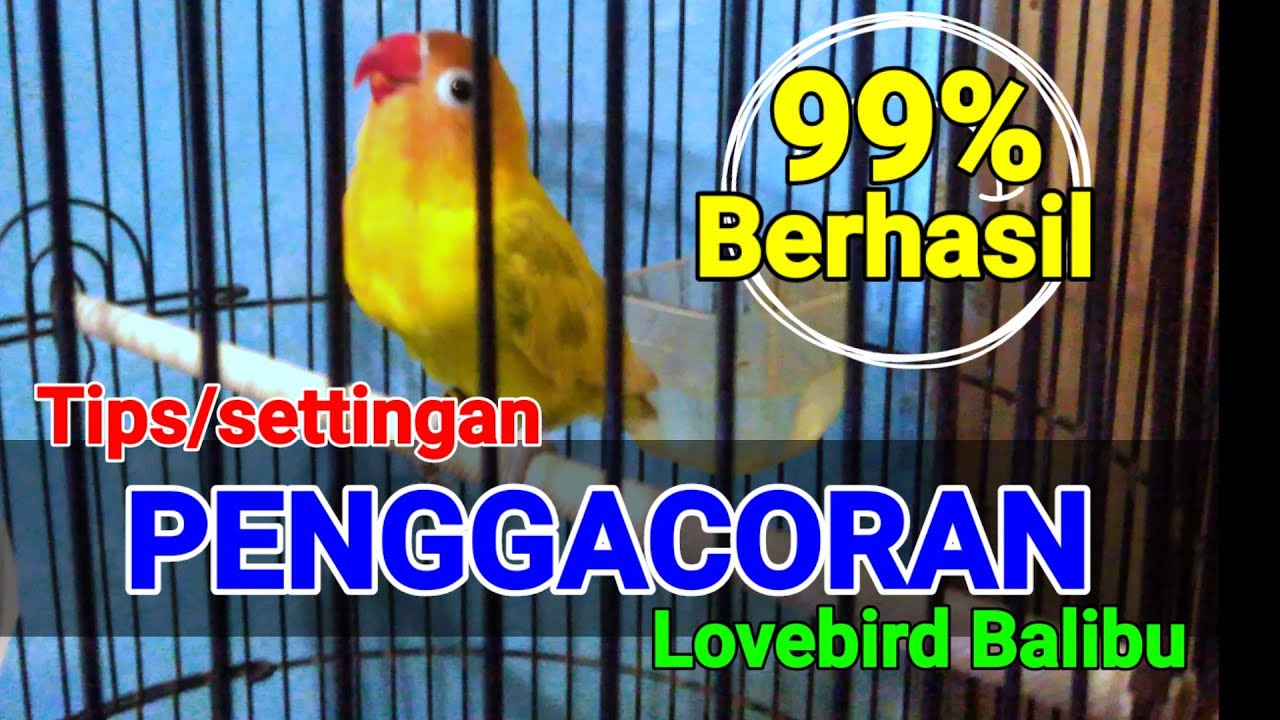 Tips/Settingan Cara Penggacoran Lovebird Balibu 99% Berhasil