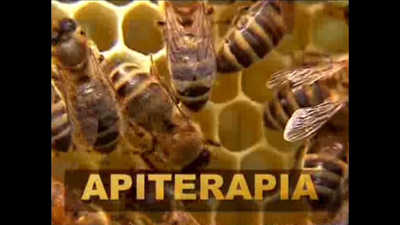Pszczoły a twoje zdrowie - Apiterapia