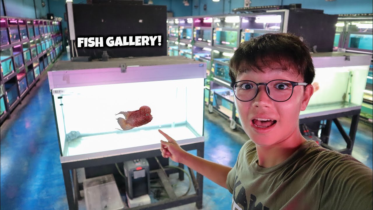 The BIGGEST Fish Gallery Ever! Qian Hu Fish Gallery in Singapore