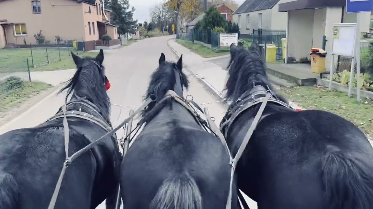 „Konie w zaprzęgu na Kaszubach?” 🐎 trójka w zaprzęgu 🐴 kare konie zimnokrwiste🐎🐴 STAJNIA BARKOCZYN