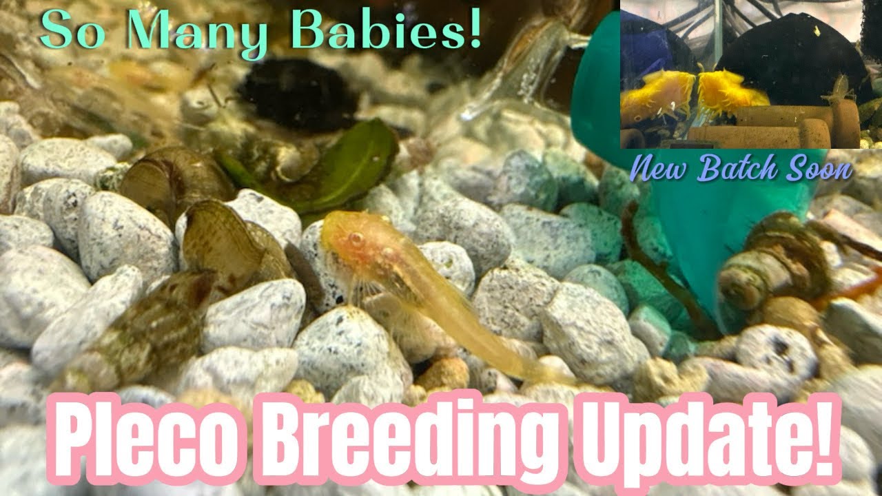 Pleco Breeding Update! Pleco Babies! #pleco #catfish #bristlenose #pnw #viral #fishkeeping #breeding