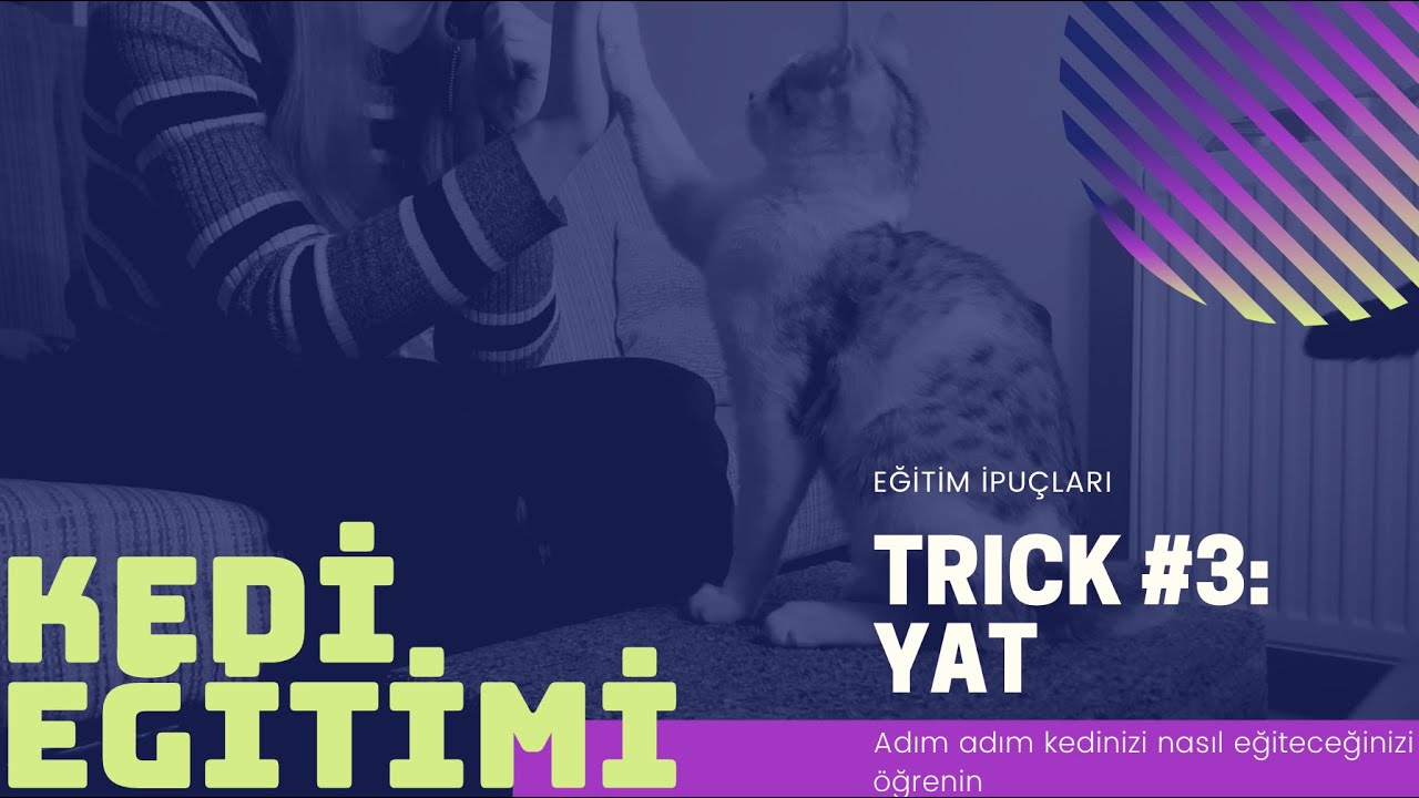 #Kedi eğitimi | Yat komutu