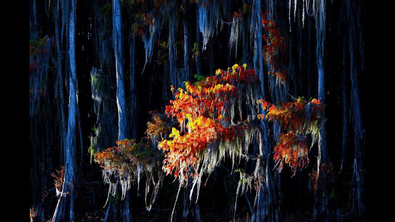 Caddo Lake -Photography by Charles Lai
